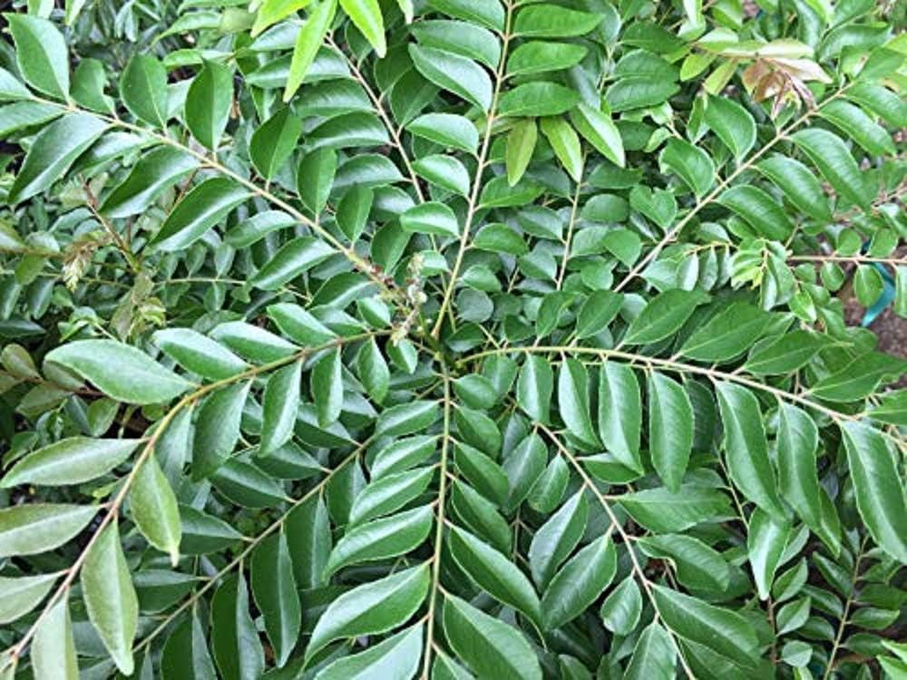 6361cf832184ab047238e822-curry-leaf-tree-murraya-koenigii