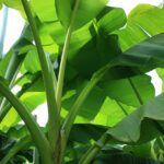 Exporting-banana-leaves-is-an-effective-solution-to-the-problem-of-excess-banana-leaves-of-Vietnamese-farmers