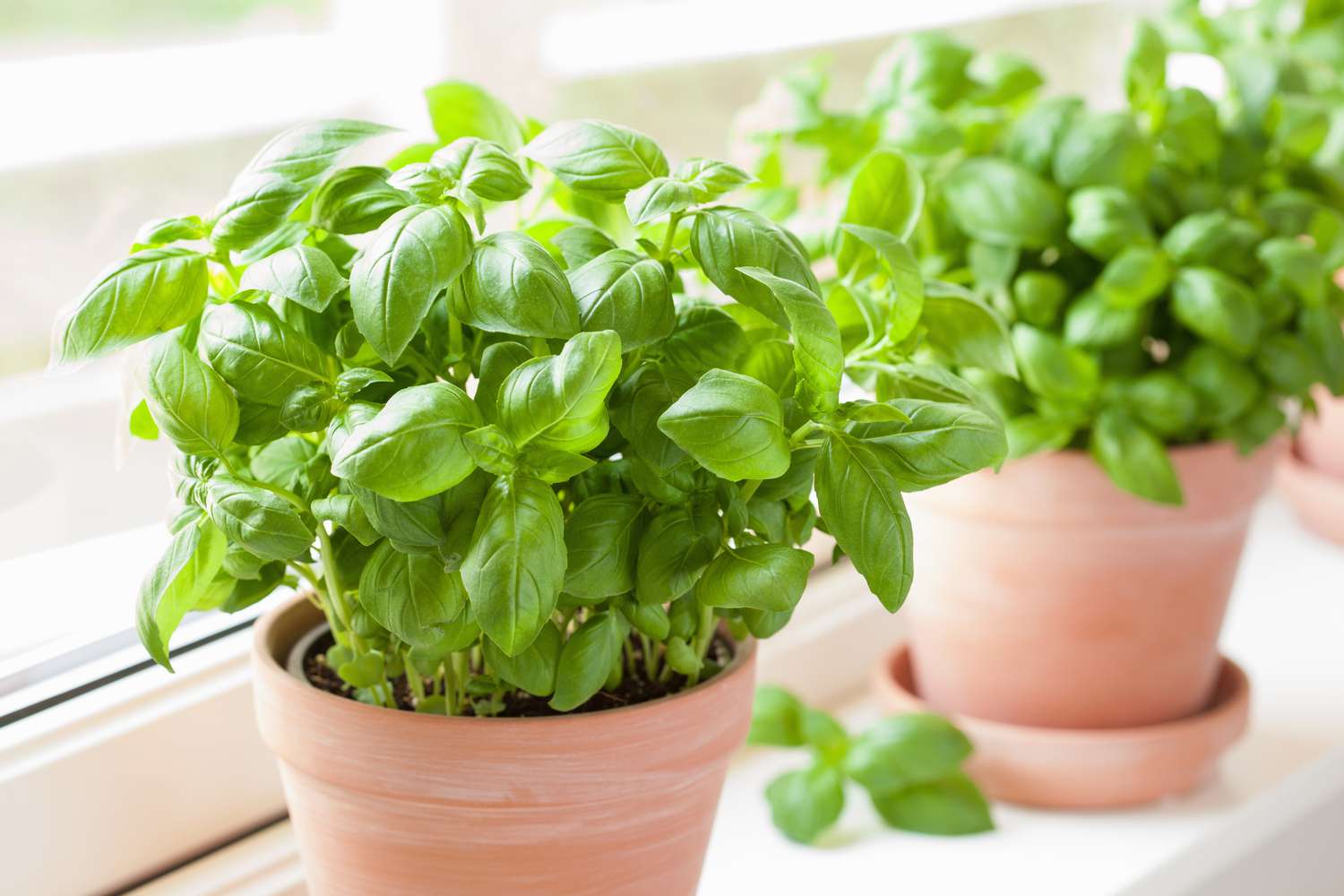 ms-how-to-grow-basil-69c2254cf454424fbc55992cc8155dbe